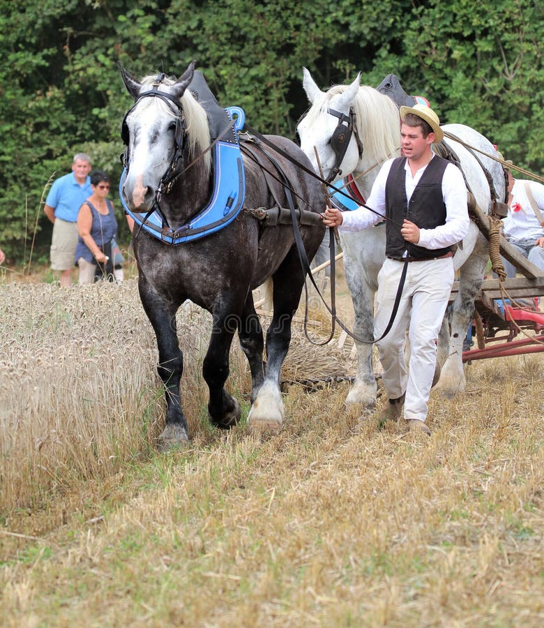 Man med två hästar som drar en vagn på stora festen de la Moisson på helgonet Denis de Gastines 2018 arkivbild Man med två hästar som drar en vagn på stora festen de la Moisson på helgonet Denis de Gastines 2018 arkivbild