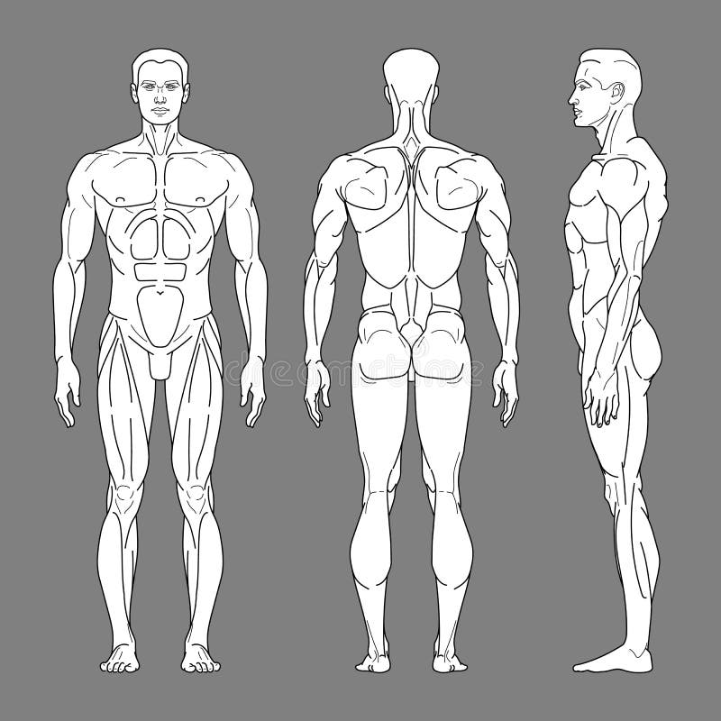 Human Body Outline Front Side Back Stock Illustrations - 205 Human Body Outline Front Side Back ...