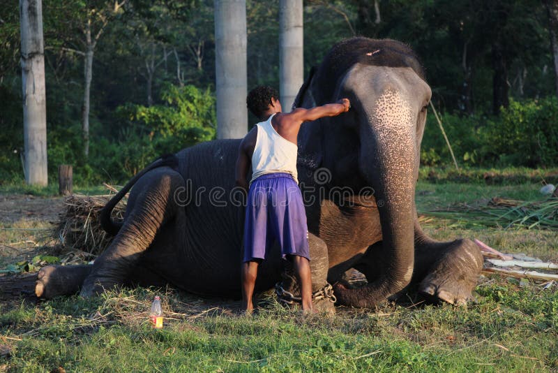 15th October, 2016, Jaldapara, West Bengal, India - Man and animal. Master and servant. Elephant with man. 15th October, 2016, Jaldapara, West Bengal, India - Man and animal. Master and servant. Elephant with man.