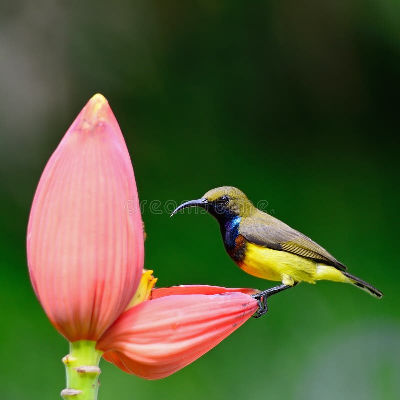 Man Oliv-drog tillbaka Sunbird royaltyfria foton Man Oliv-drog tillbaka Sunbird royaltyfria foton