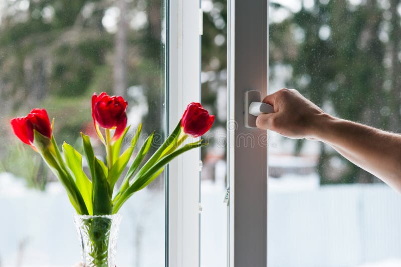 L'uomo si apre la finestra in cui sono tulipani.