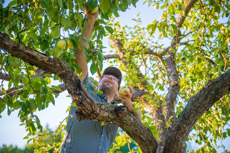 Un adulto blanco feliz hombre alrededor treinta cosecha ecológico manzanas más cercano un árbol.