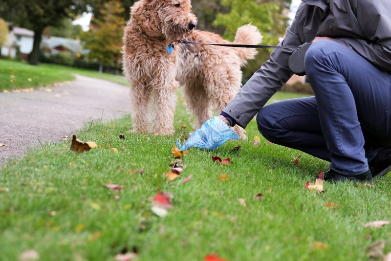 191 Picking Up Dog Poop Stock Photos Free & RoyaltyFree Stock Photos