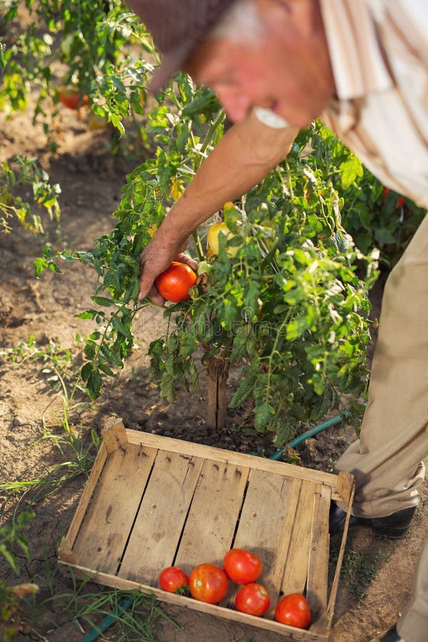 Man Picking Up Tomato on the Farm. Stock Photo Image of healthy