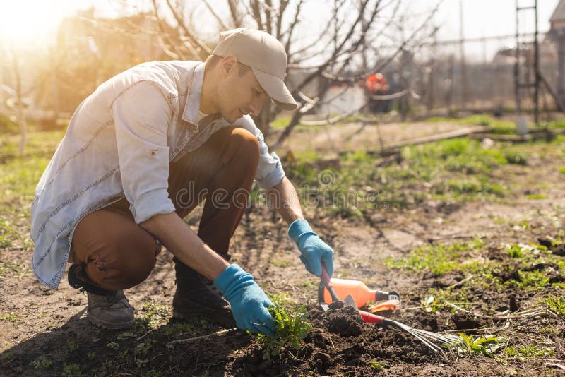 Man Planting Crops in Garden. Stock Image - Image of flowerpot, growing ...