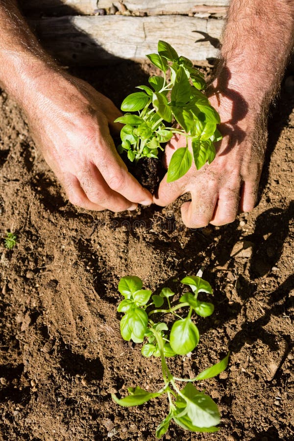 Man Planting Sapling in Garden Stock Image Image of occupation, crop