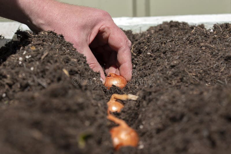 Man planting shallot sets in a raised vegetable garden. Grow your own concept