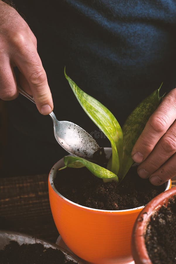 Man Plants Indoor Flower in Orange Pot Side View Stock Photo Image of
