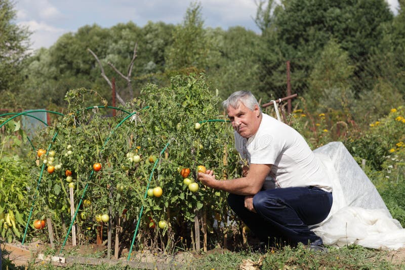 Man poses in tomato garden