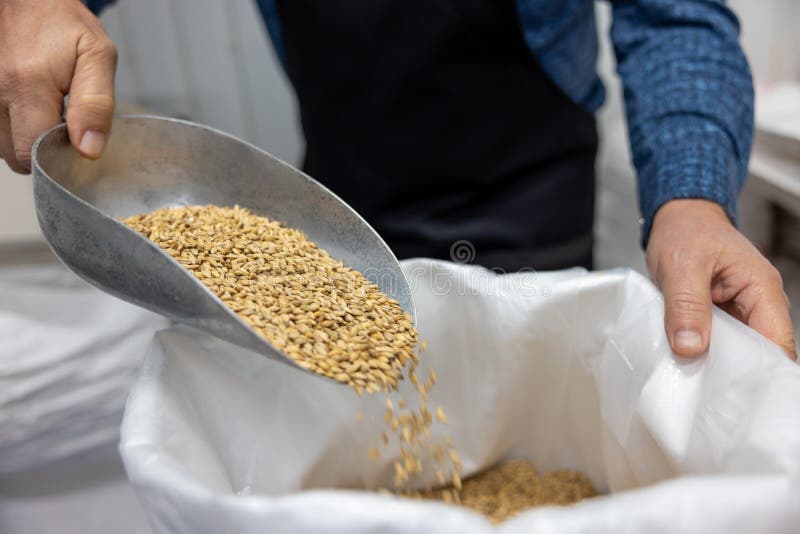 Man Preparing Grains for Beer Production Stock Photo Image of bearded