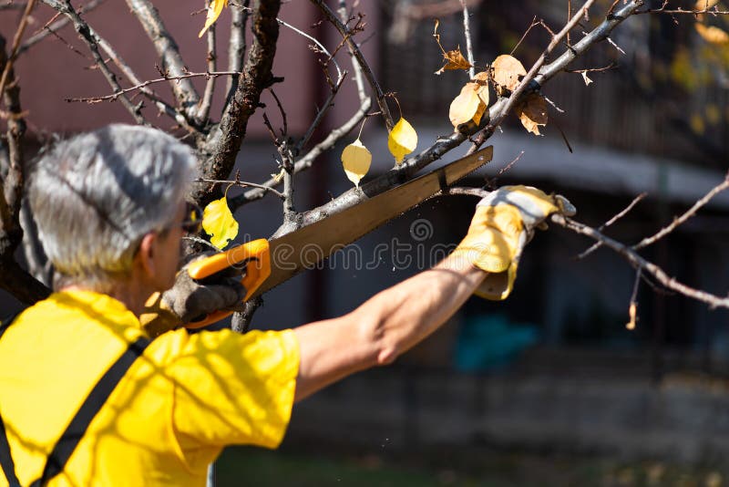 Man pruning tree cutting old branches with a saw in autumn, prune, senior, male, 60s, green, activity, equipment, season, pruner, working, caucasian, retired, retirement, person, sun, worker, outdoors, nature, spring, garden, plant, falll, hobby, sharp, hand, winter, gloves, agriculture, tool, wood, gardening, bud, orchard, trim, gardener, trimming, shear, secateurs