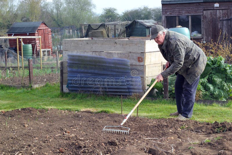 Man raking a seed bed.