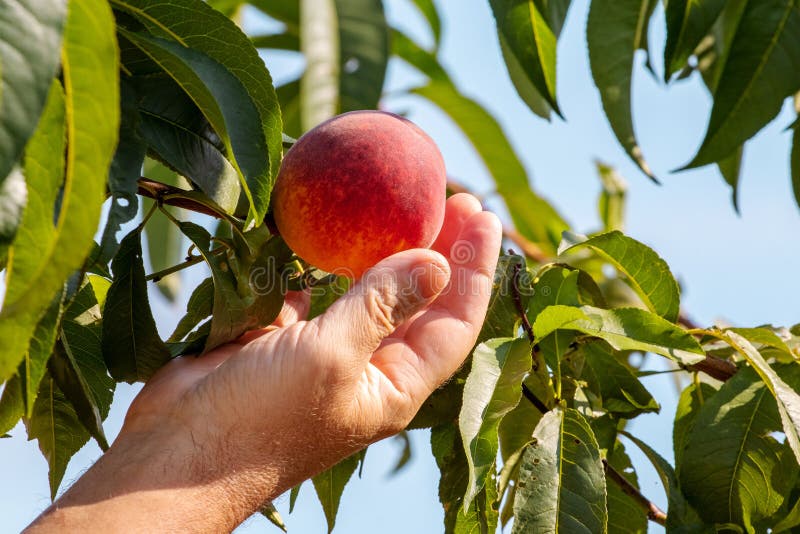 The Man Reached Out To Pluck the Peach. Peach in a Man`s Hand Stock