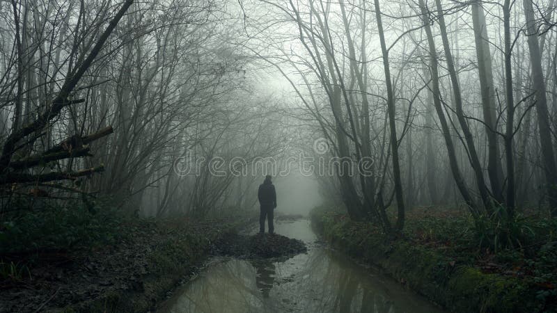 Spooky foggy forest stock photo. Image of beautiful, moon - 78588778