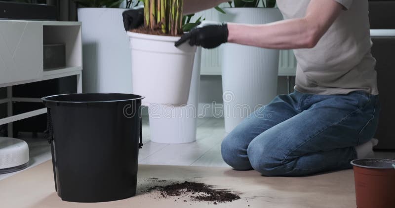Un om care raportează un palmier într-o oală nouă cu pământ stock footage
