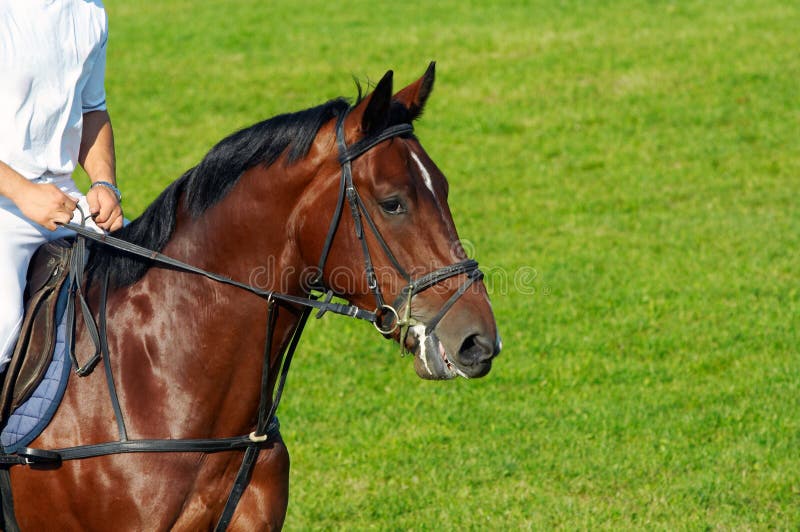 Man riding a horse stock photo. Image of racehorse, mare 5526162