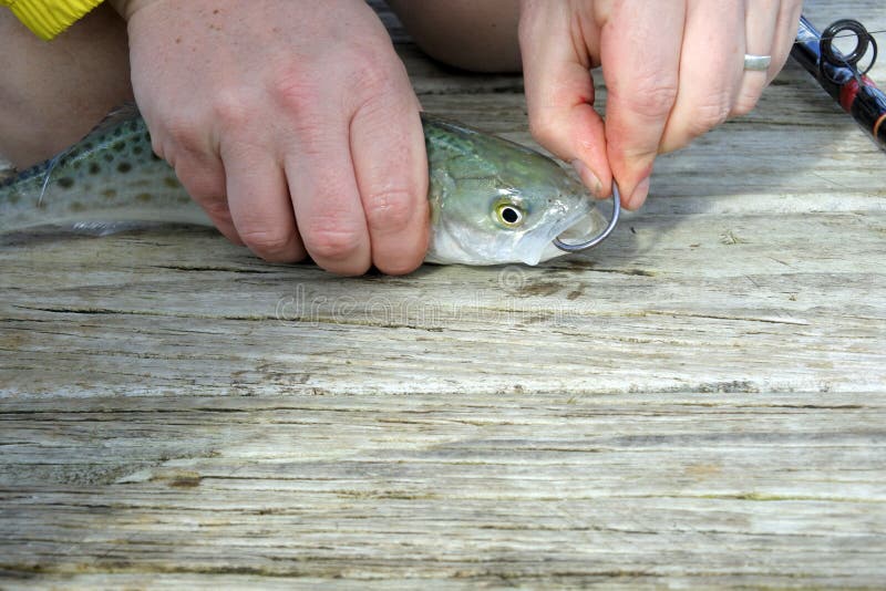 Live bait for pike fishing stock photo. Image of fishhook - 135678020