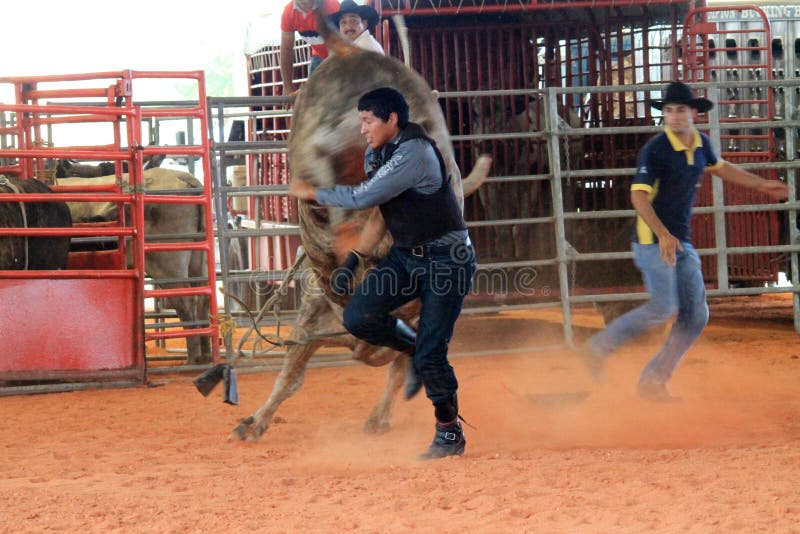 Man Running from Bull at the Rodeo Editorial Photo - Image of bull ...