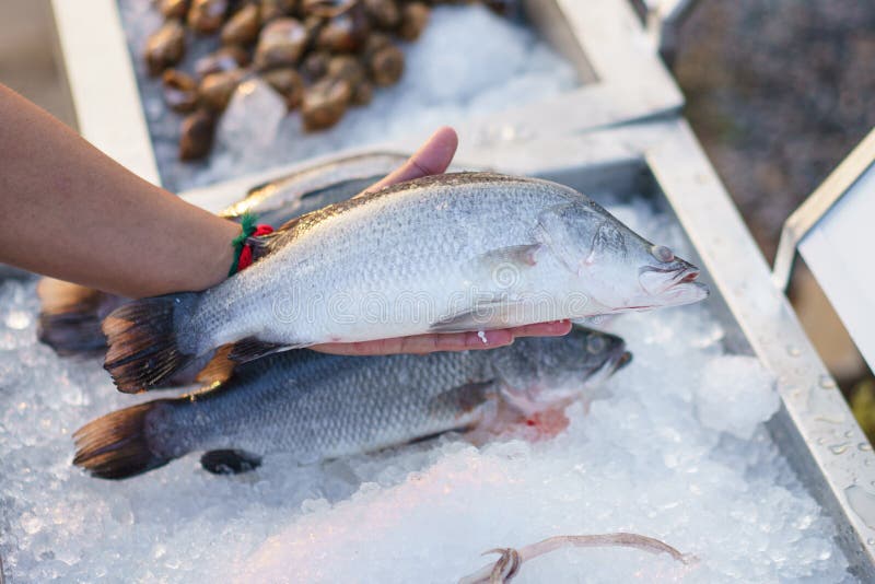 Man& X27;s Hand Choosing Sea Bass Fish for Cooking Stock Photo Image