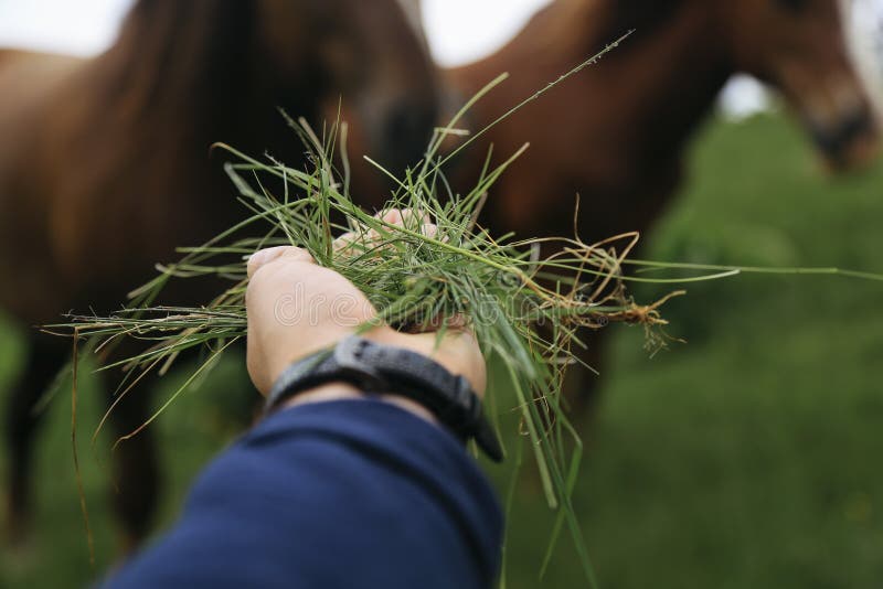 Man`s Hand Feeding the Horses Stock Photo Image of mammal, breed