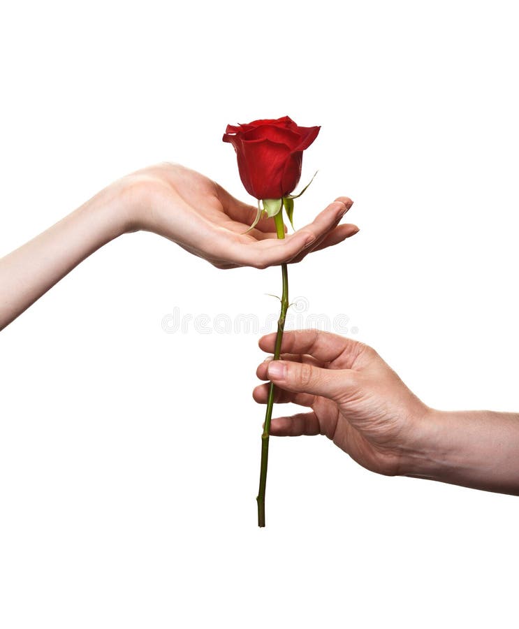 Man s hand giving a rose to a woman