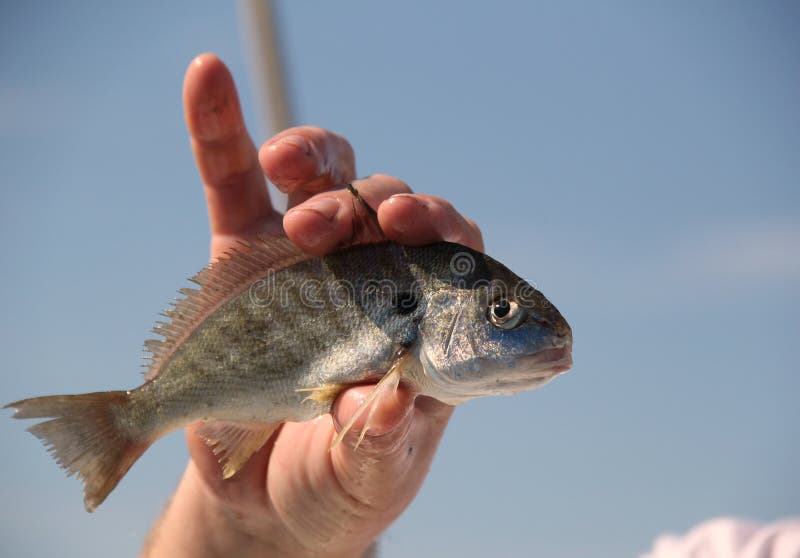 Man s hand holding up a Spot Fish for someone to look at