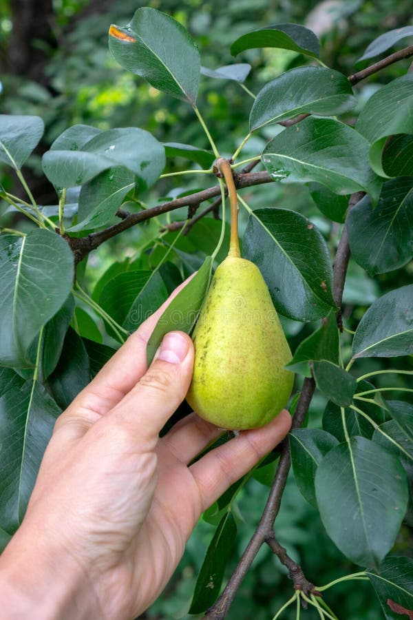 Pears growing on a branch with green leaves in the garden outdoors in summer. A man`s hand picking a fruit