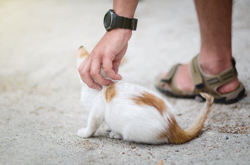 Man`s hand patting a homeless kitten stock photos Man`s hand patting a homeless kitten stock photos