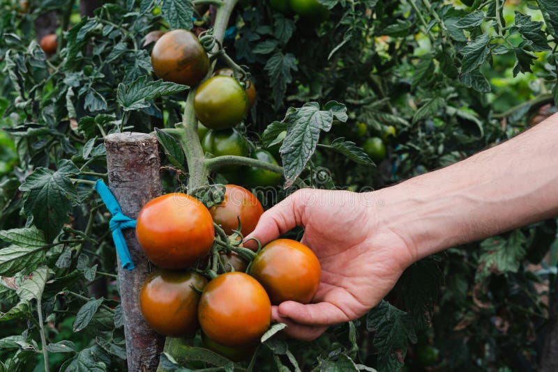 Man`s Hand Picking Ripe Kumato Tomatoes in the Orchard Stock Photo
