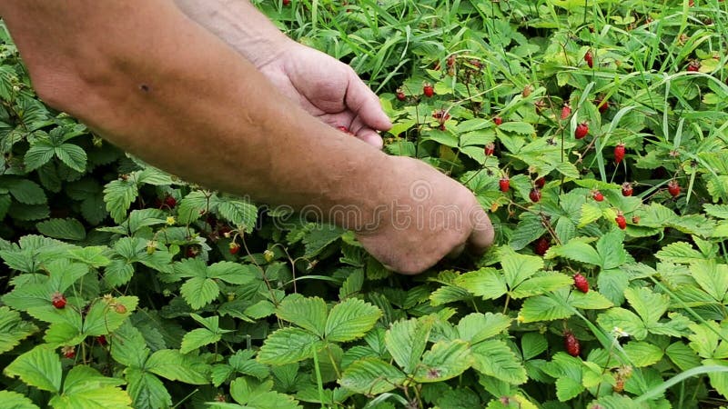 Man`s hand picking wild strawberries in the grass close up. Berry of wild strawberry. Picking wild strawberries. Small berries in