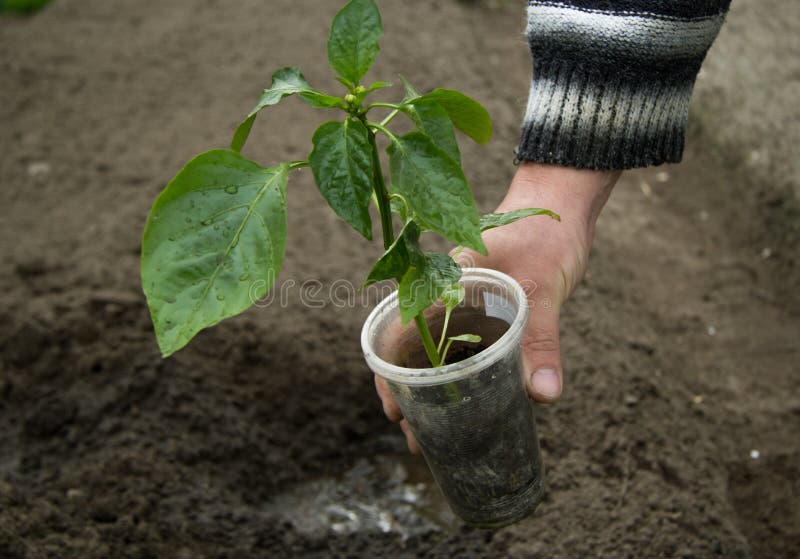 In a man`s hand a plastic cup with pepper seedlings. plant has grown and is ready to be planted in the open ground