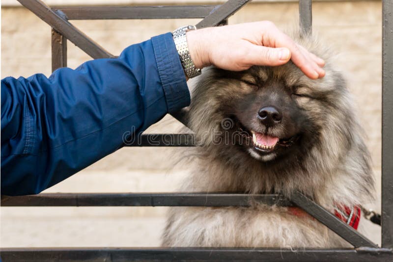 A man`s hand strokes the dog`s head, looking through the bars. Fun dog Wolfschitz.