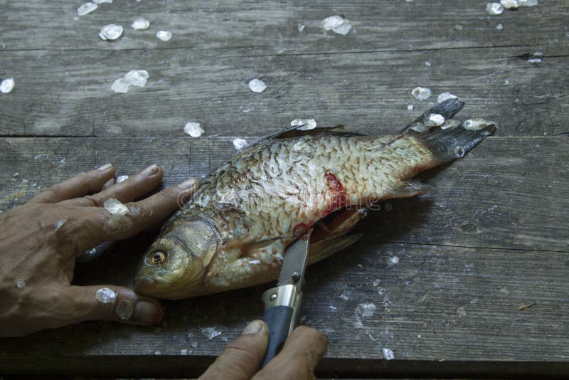 Man& x27;s hands cutts and cleans river fresh fish with knife on a dirty weathered wooden surface stock photo Man& x27;s hands cutts and cleans river fresh fish with knife on a dirty weathered wooden surface stock photo