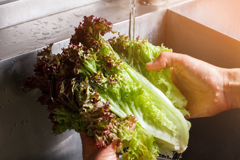 Man S Hands Washing Lettuce Leaves. Stock Image - Image of diet ...