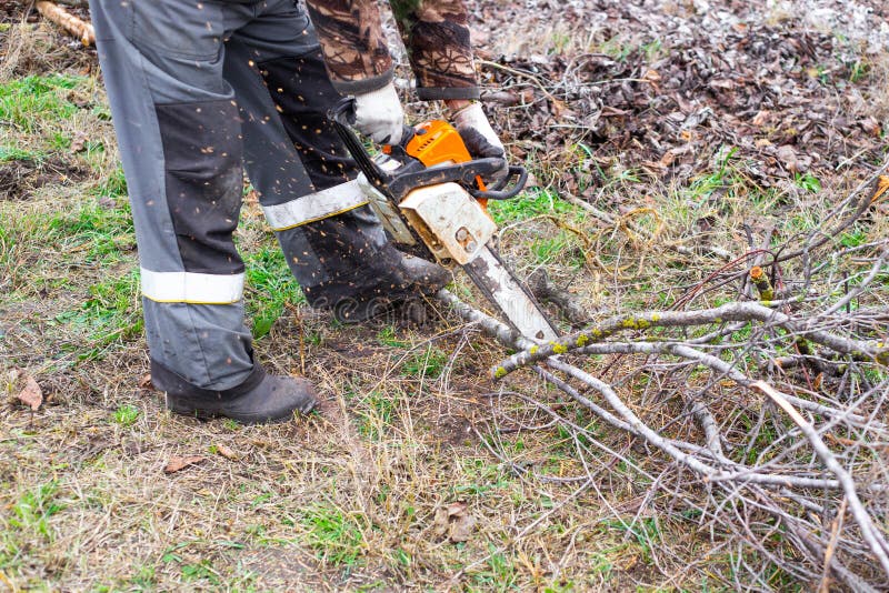 A Man is Sawing Dry Tree Branches with a Chainsaw for Disposal Stock