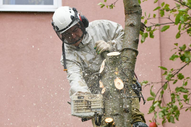 A man is sawing a tree close-up. Place for an inscription. Wood chips fly apart. Sawing in special clothing