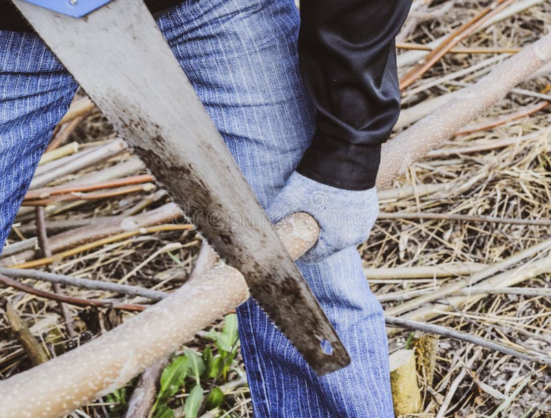 Man Saws Sawing Tree Branch. Wood Sawing with a Hand Saw Stock Photo