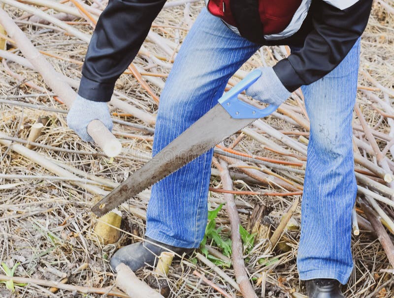 Man Saws Sawing Tree Branch. Wood Sawing with a Hand Saw Stock Image