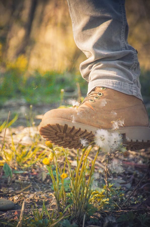 Man shoe kick a dandelion stock image. Image of season 57668337