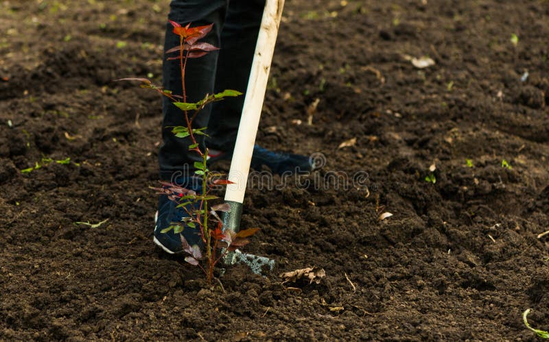 Man with shovel digging soil royalty free stock images