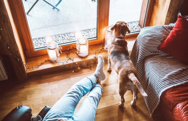 Man sitting in comfortable chair opposite big window in cozy country home and his beagle dog watching in wide window. Countryside stock photo Man sitting in comfortable chair opposite big window in cozy country home and his beagle dog watching in wide window. Countryside stock photo