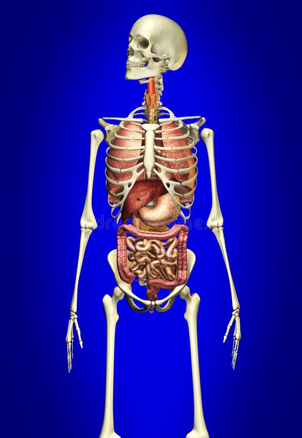 Man Skeleton With Internal Organs Stock Illustration Illustration Of