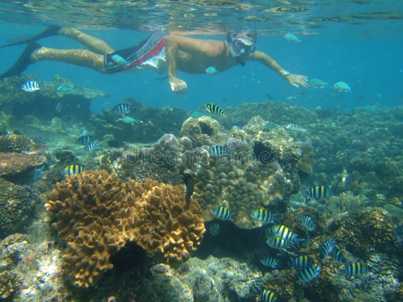 Man snorkelling on coral reef