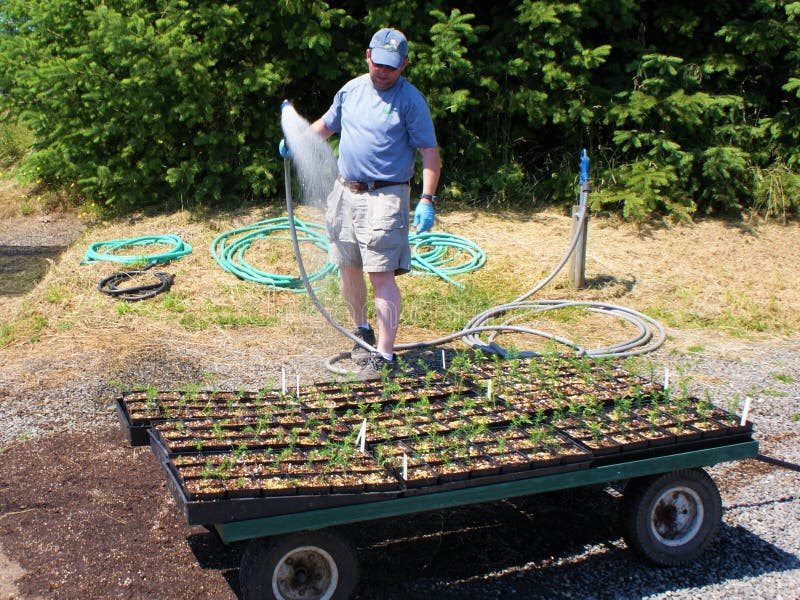 Man som besprutar vatten på plantor på dockan för att replant royaltyfri bild Man som besprutar vatten på plantor på dockan för att replant royaltyfri bild