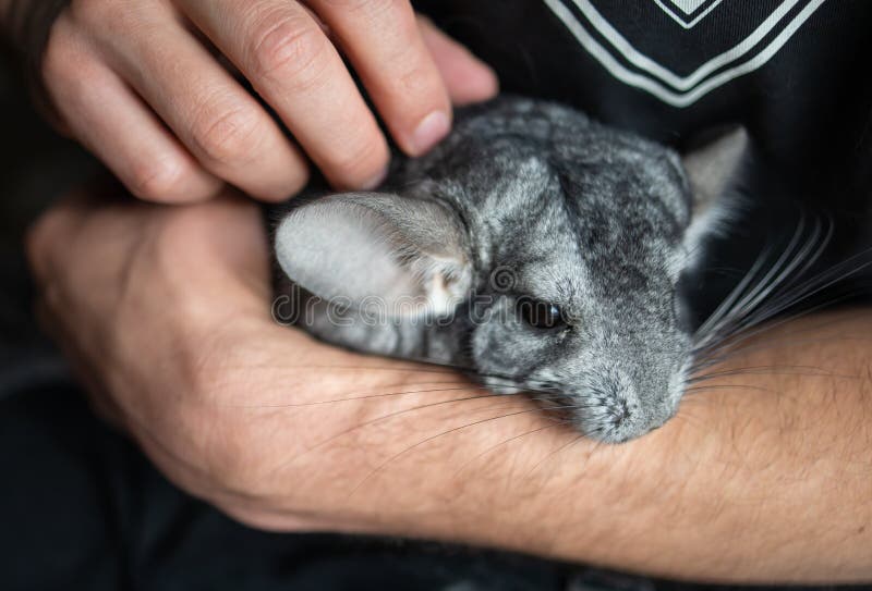 Man som håller söt chinchilla i rumscloseup arkivbild