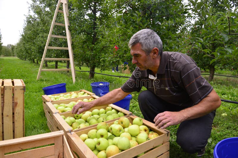 Man sorting apples in the orchard in Resen, Macedonia