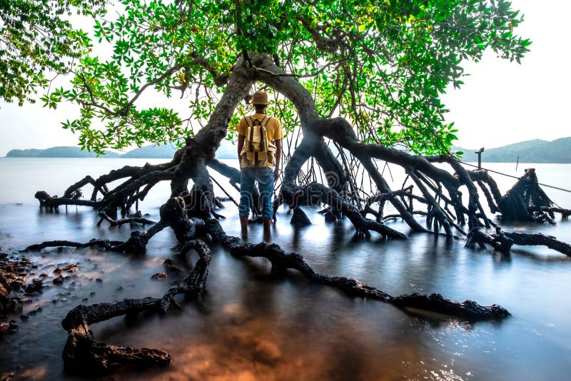 A man standing among old mangrove forest with backpack Travel Lifestyle wanderlust adventure concept summer vacations outdoor stock photo A man standing among old mangrove forest with backpack Travel Lifestyle wanderlust adventure concept summer vacations outdoor stock photo