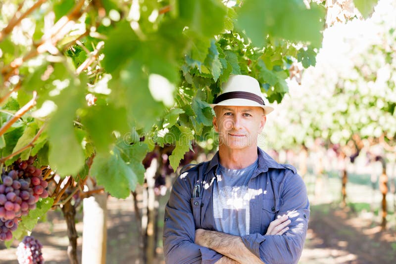 Man standing in vineyard stock photo. Image of crouching - 69327628