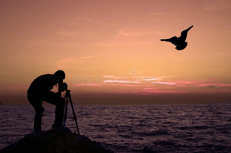 Man, sunset and seagull