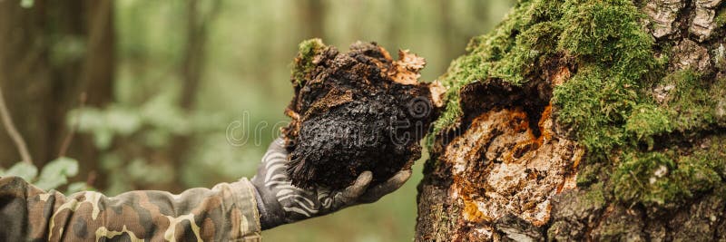 Man survivalists and gatherer with hands gathering chaga mushroom growing on the birch tree trunk on forest. wild raw food chaga p